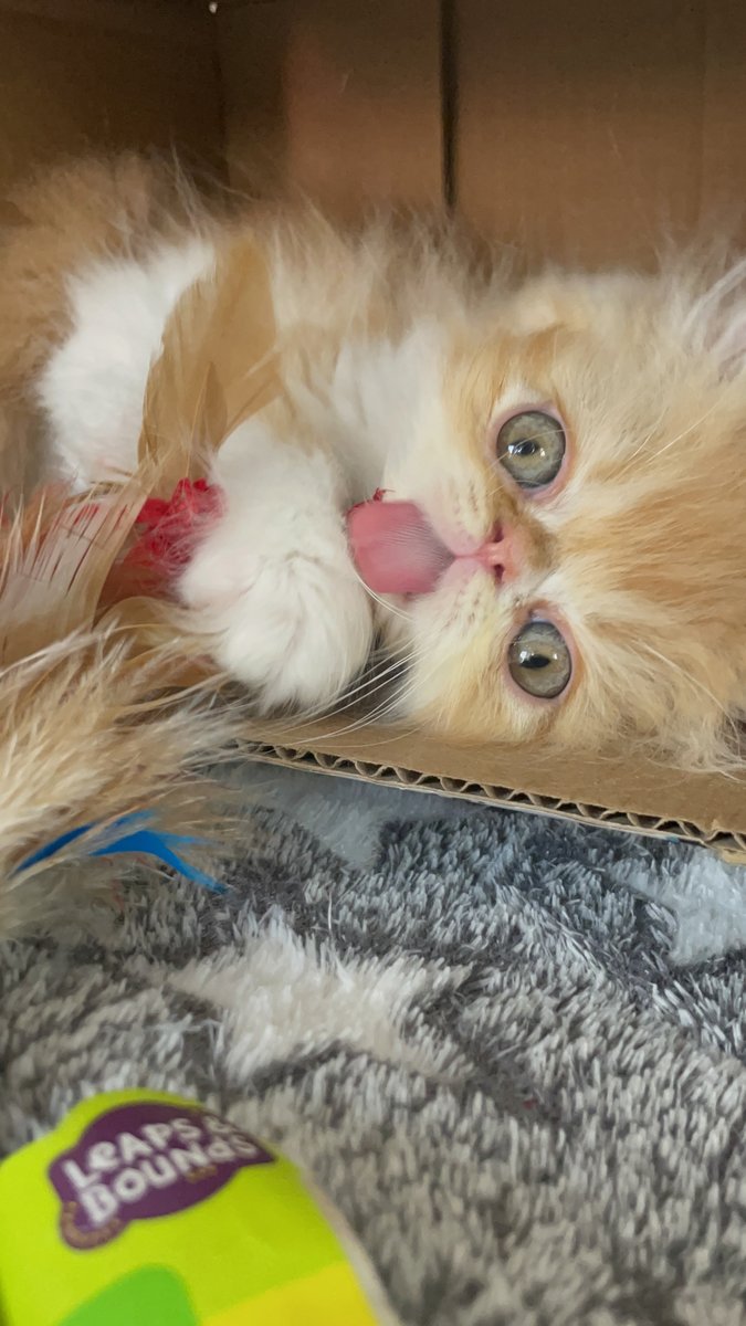 4patasybigotes's tweet photo. ¿Qué me ves?  #CatsLover https://t.co/tPwaPswt3Z