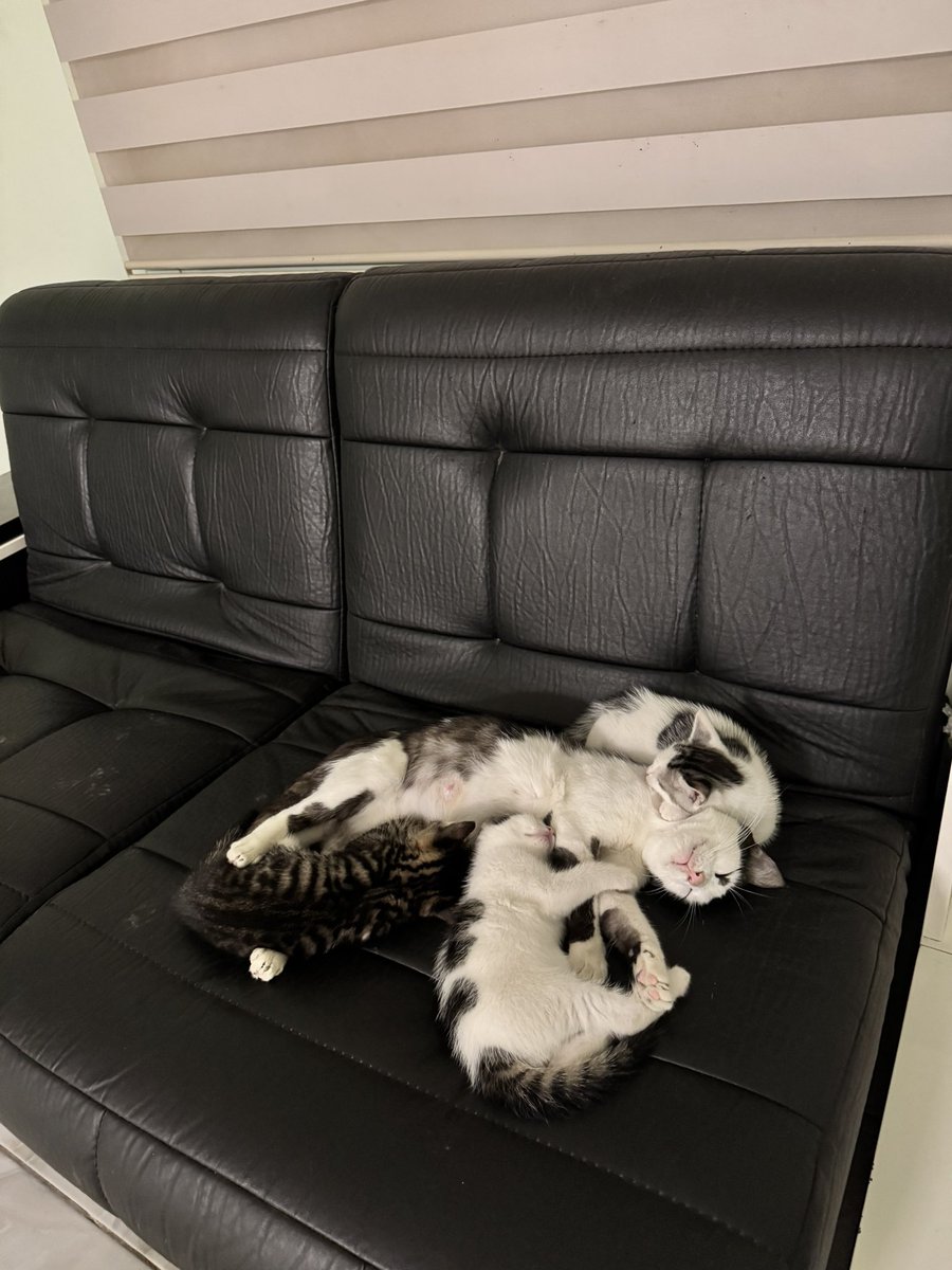 İşleri güçleri uyumak