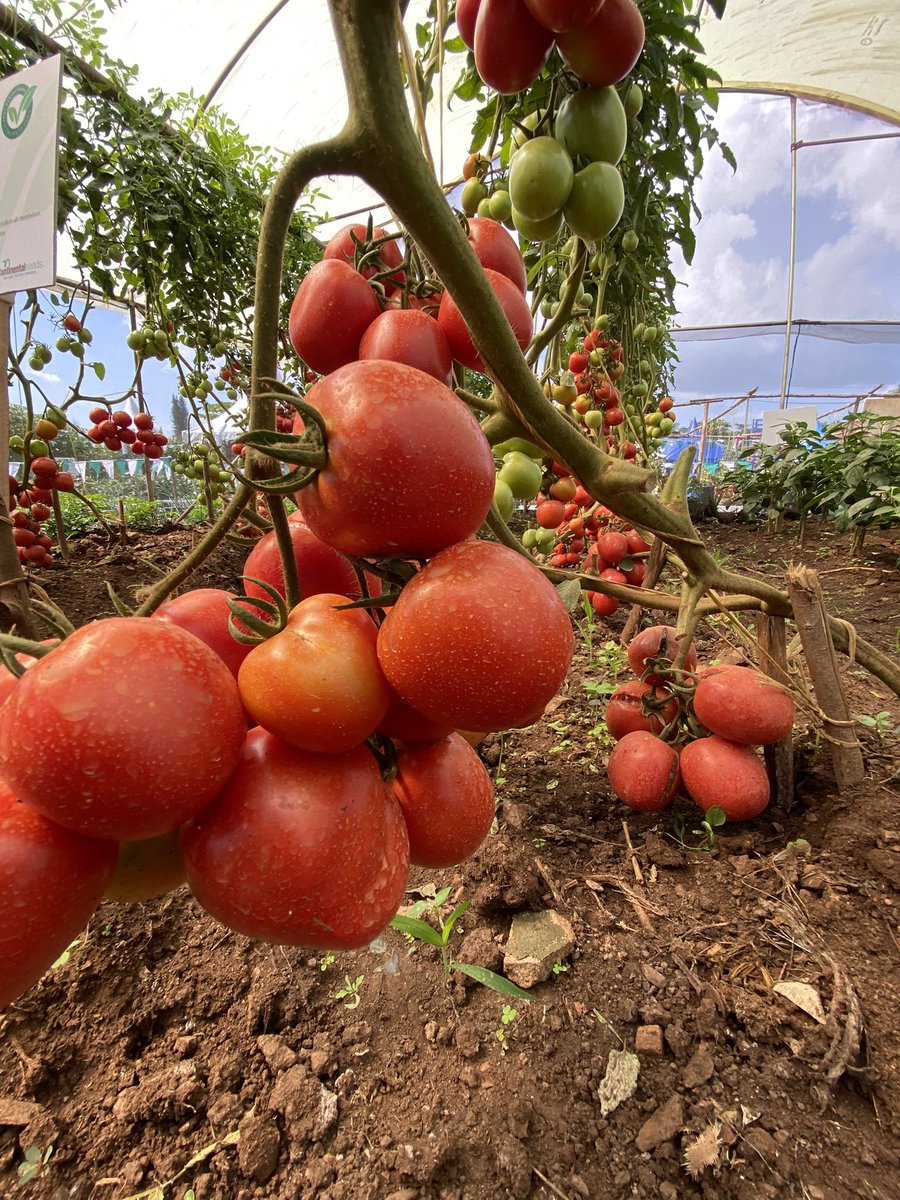 Holland GreenTech Uganda is in Jinja City!!!!
Pass via <a href="/HgtUganda/">Holland Greentech Uganda</a> stall in the Dutch Pavilion for all your Horticulture needs.
<a href="/unffe/">Uganda National Farmers Federation</a> <a href="/unyfa1/">UNYFA</a> thanks for putting the Jinja Agricultural Show together.
#jinjaagricultureshow #youthinagriculture
#horticultureproduction