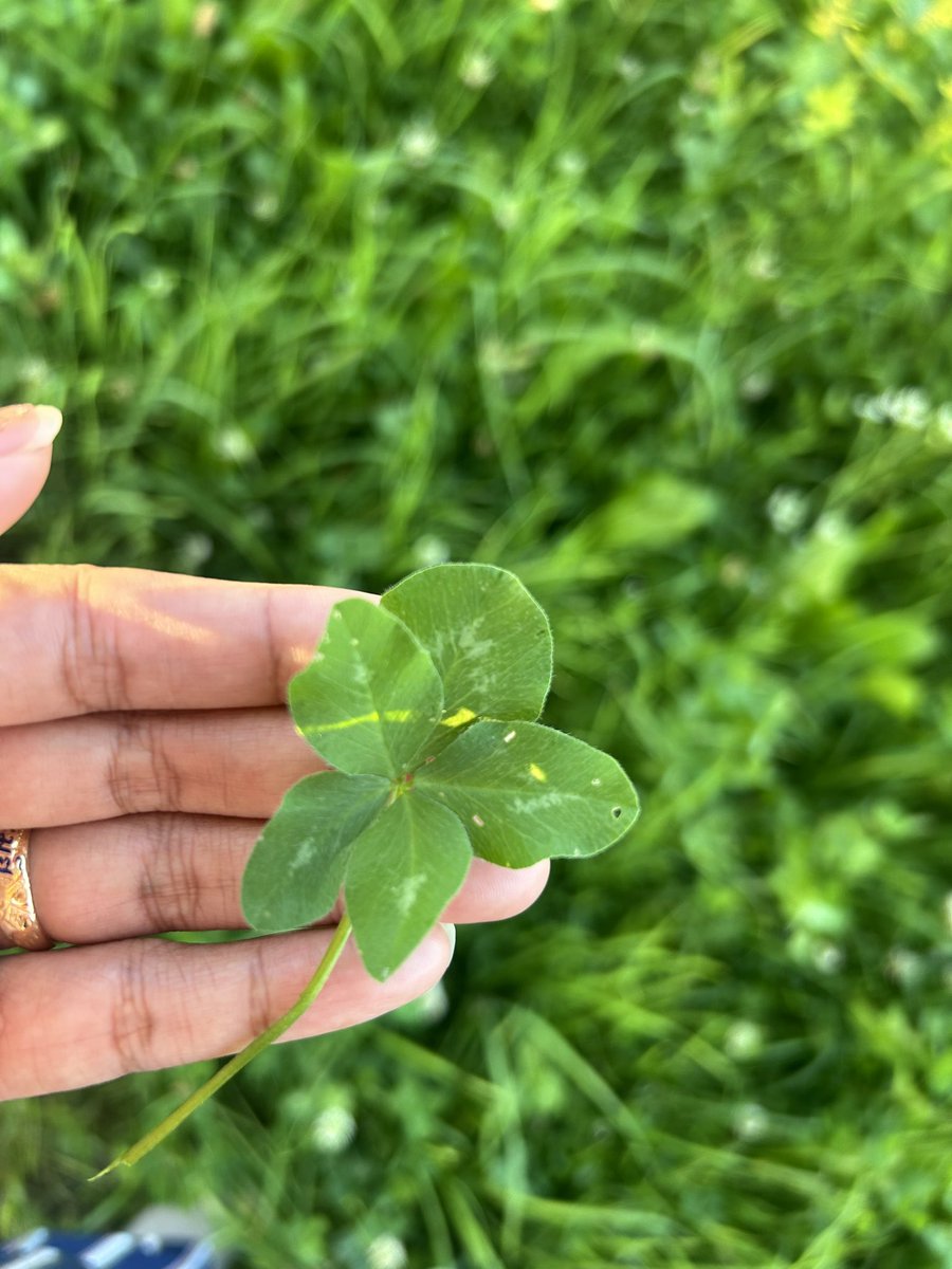 4 ใบมันไม่เจ๋งไง