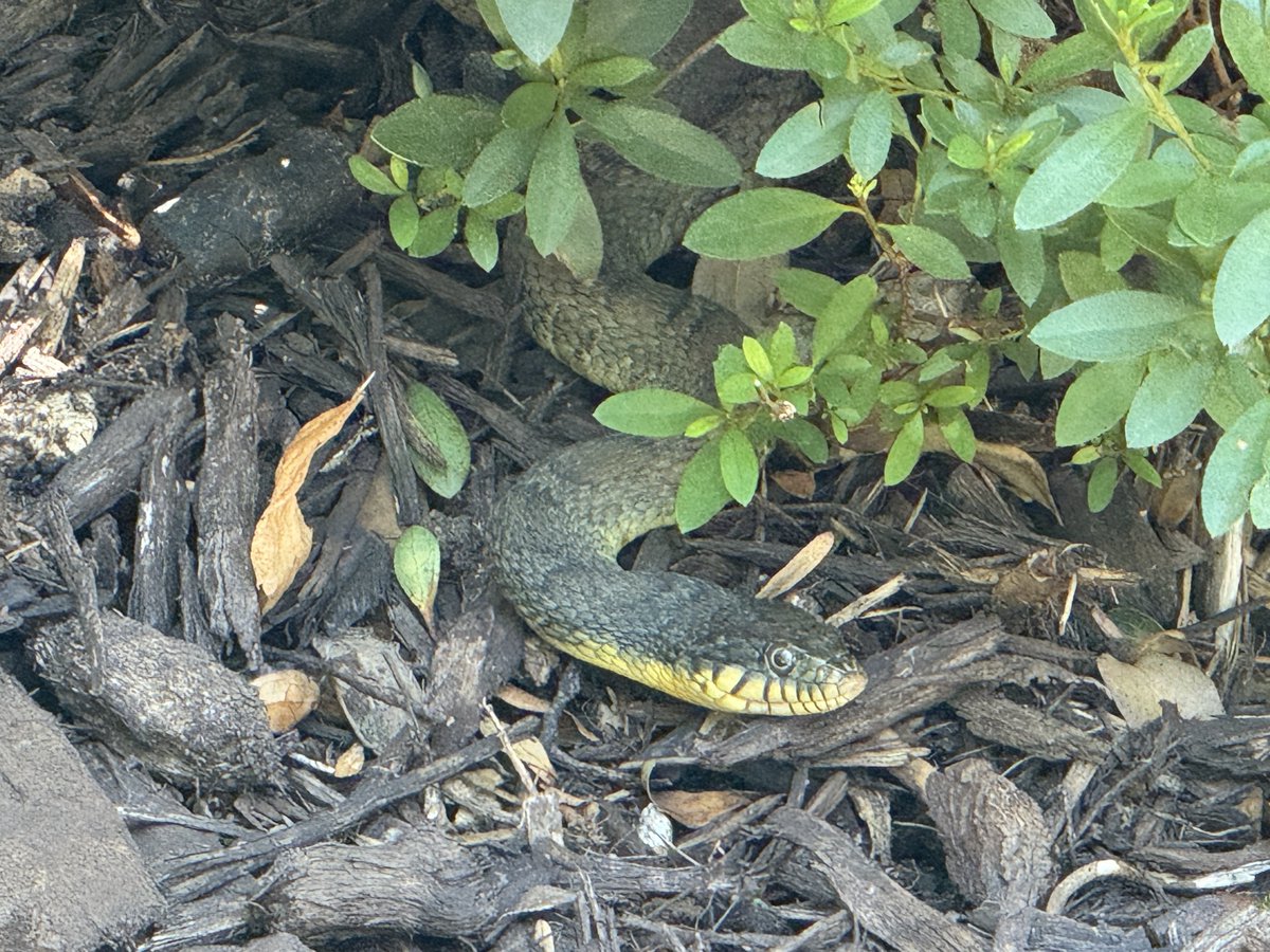 Rick Golfs tweet media