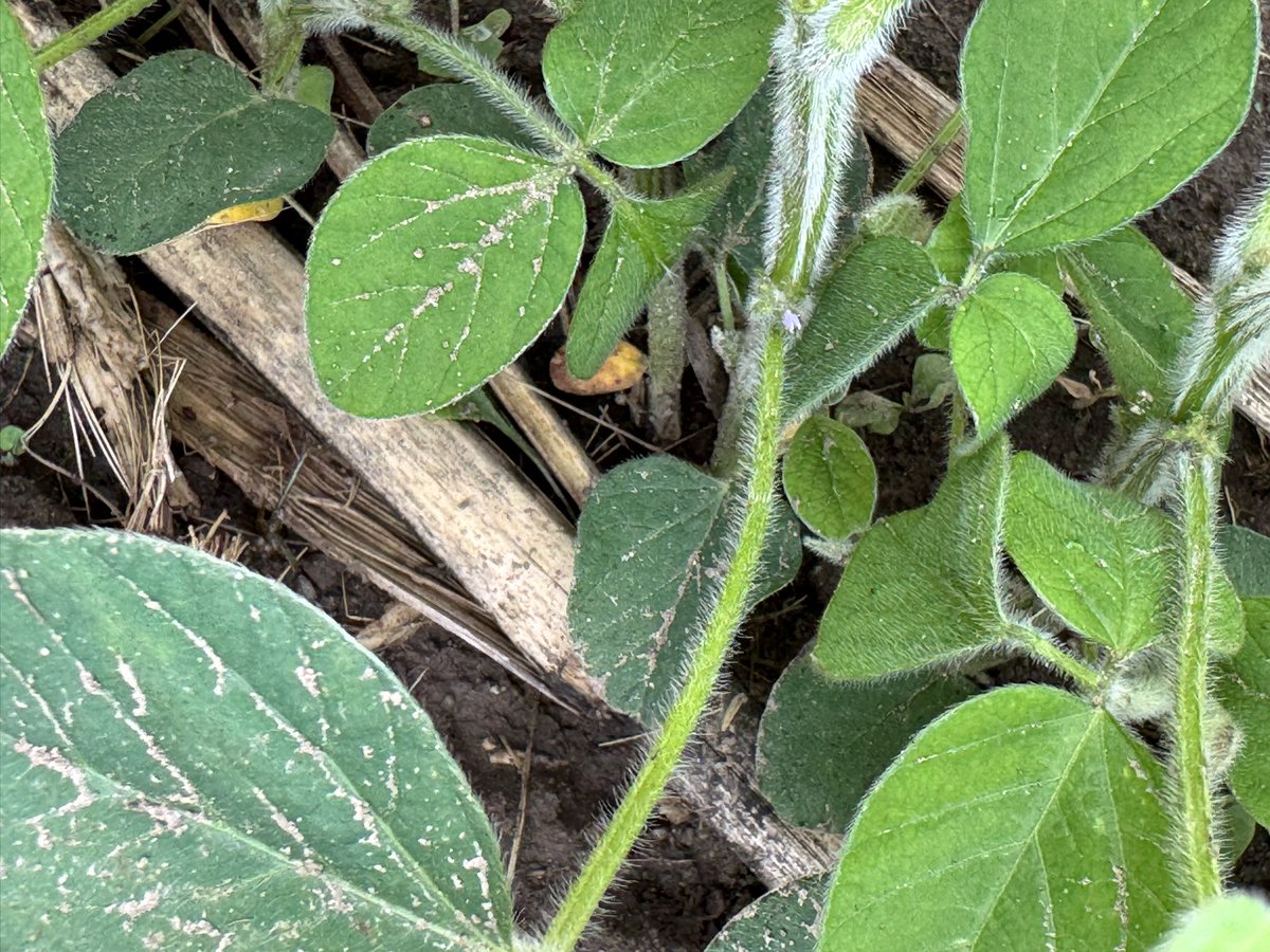 Soybeans at Walkerton #ontag