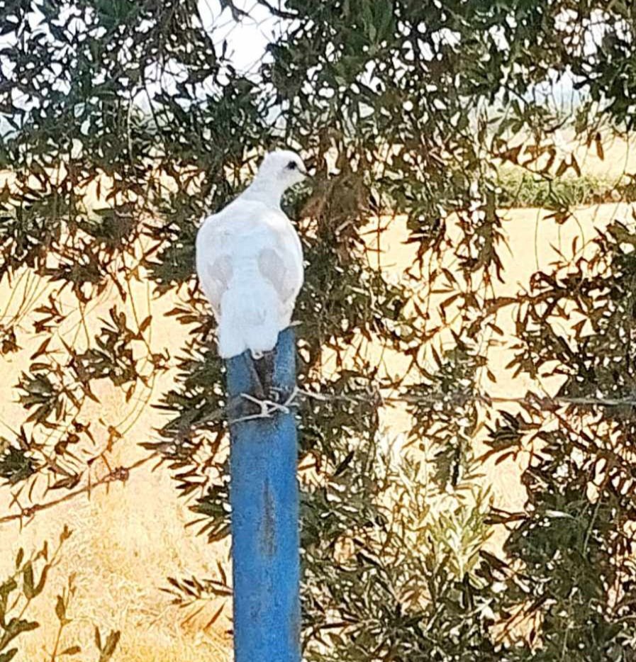 Leucistic üveyik. Nadir görülen bir durummuş. Genetik yapıyla ilgili. Bende yeni öğrendim 🙂 Kayıt yeri #Hatay