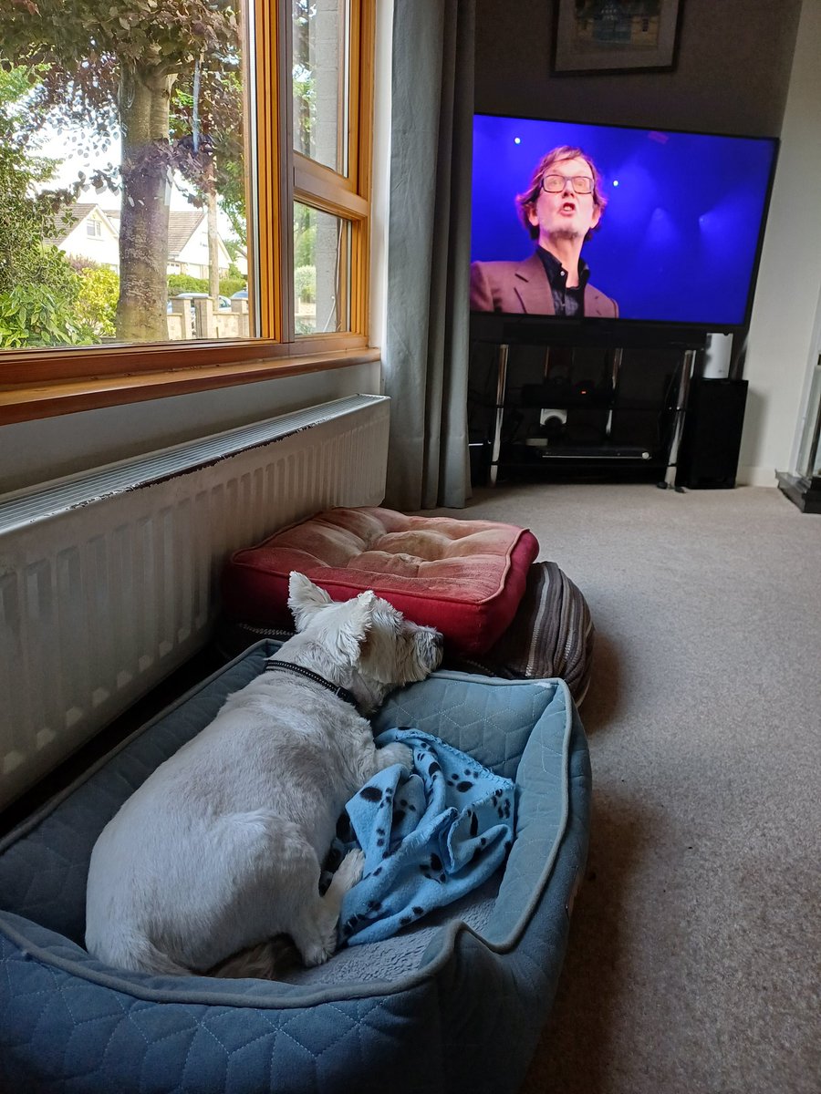 Westies love Pulp #Glastonbury