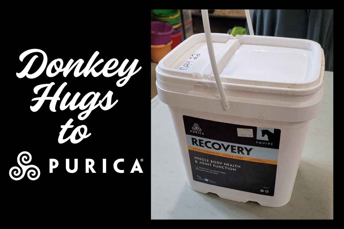 donkeyrefuge's tweet photo. 🐴 Big donkey hugs to @puricawellness from Big José &amp; friends! Thanks for supporting our aging herd with a discount on Equine Recovery Extra Strength—it's a game-changer for joint health &amp; mobility 💛
#DonkeyCare #EquineWellness #TurtleValleyDonkeyRefuge #Purica https://t.co/Gi2Fy2UiQv