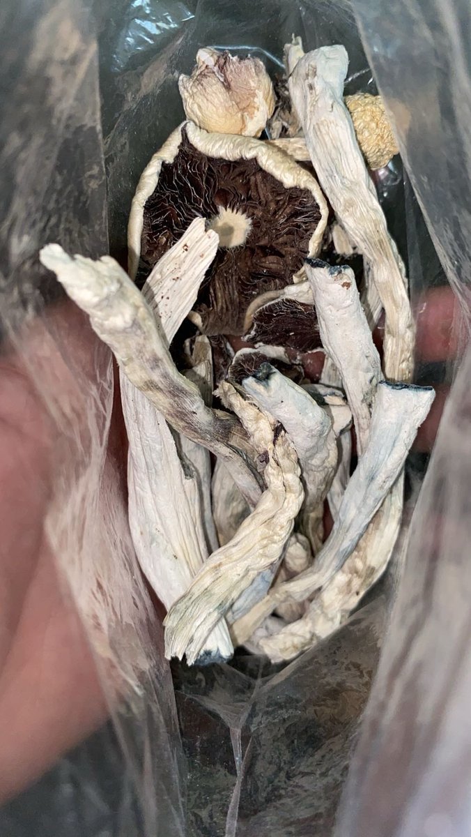 jrdgez210's tweet photo. Got shrooms in lmk📲 #satx #sanantonio https://t.co/YpfNNJ7C5R
