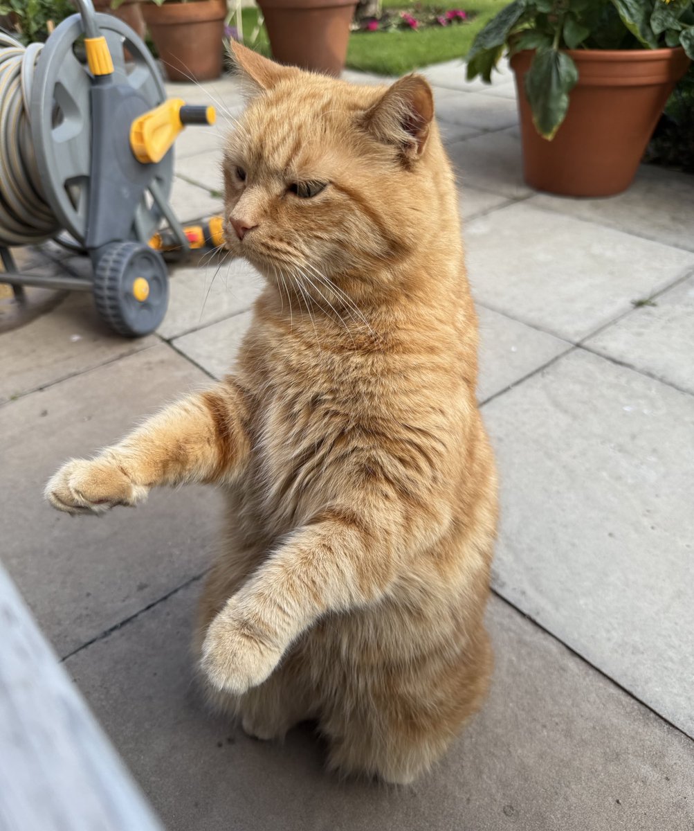 The posture of a floof who detects there may be dreamies on the bench but isn’t prepared to commit to leap without further investigation. 🐾🧡