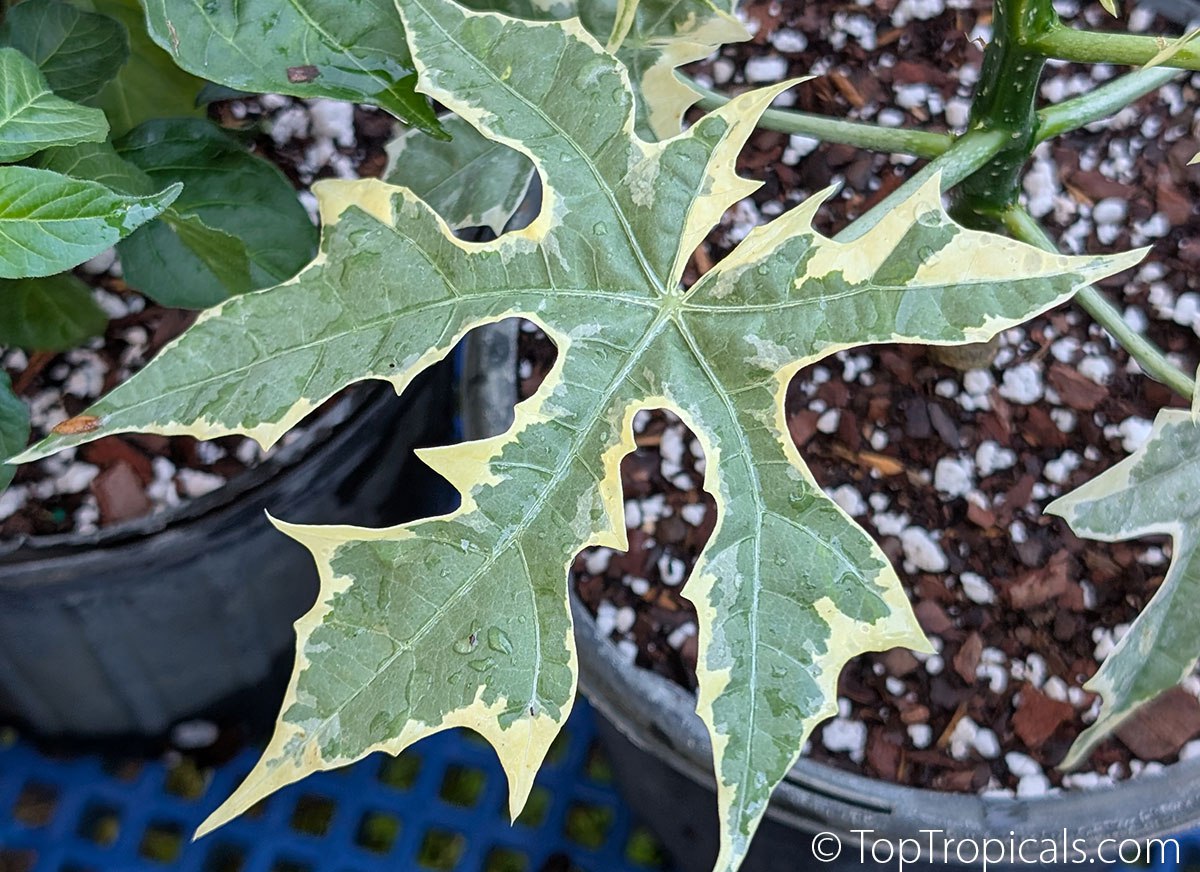 toptropicals's tweet image. 🌱 Bright, bold, and #edible: #VariegatedChaya 

🌿  #Cnidoscolusaconitifolius variegatus, known as Chaya "Jatropha" or Variegated Maya Spinach Tree, is a rare gem for gardeners who crave both beauty and function. On top of health benefits of regular Chaya, this one is also a