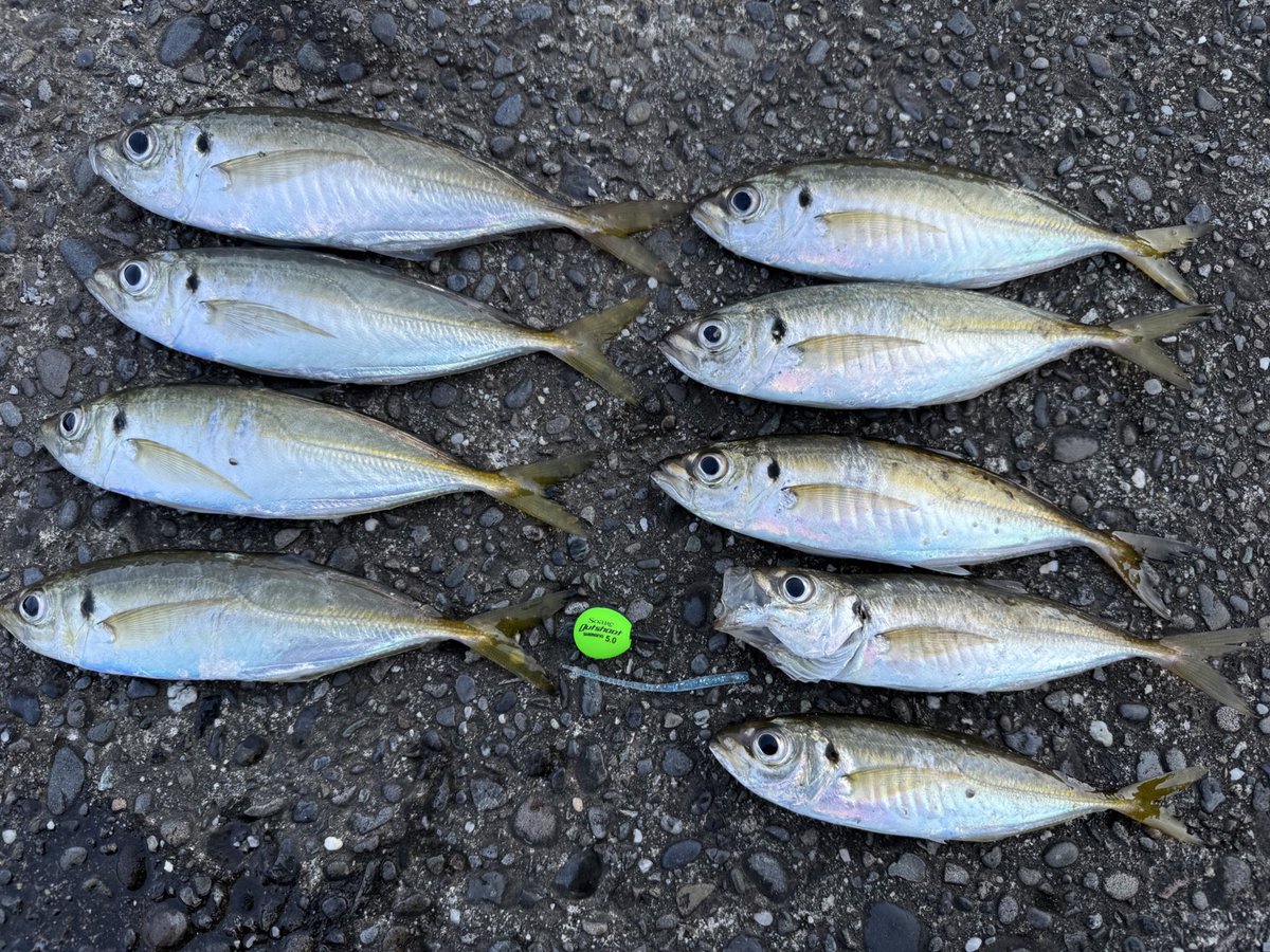 朝まずめ、ちょっとデイアジング。
干潮気味で魚が遠かったので、
飛ばしウキを使用。
・Spare  Outshoot
・アジキャロスワンプ必殺イワシ

#アジング