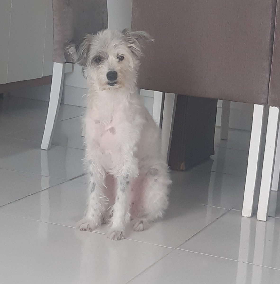 cachorrocore's tweet image. Oi, gente!

Essa é a Athena! Ela precisa de nossa ajuda. 

Nosso amigo Daniel luta pela vida dela, mas isso não é barato. Nos últimos anos ela sofreu com vários problemas de saúde. 

Abaixo, deixo o link da Vakinha para ajudarmos. Caso não consiga, de RT para chegar em + pessoas.