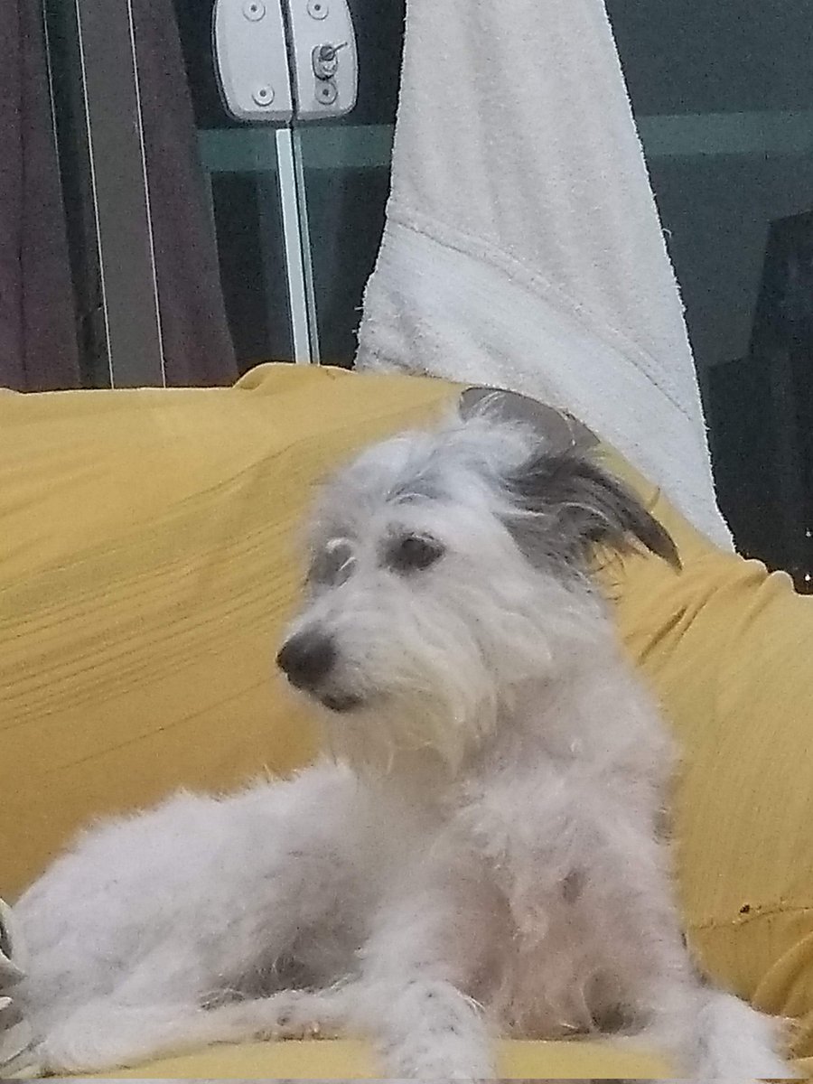 cachorrocore's tweet image. Oi, gente!

Essa é a Athena! Ela precisa de nossa ajuda. 

Nosso amigo Daniel luta pela vida dela, mas isso não é barato. Nos últimos anos ela sofreu com vários problemas de saúde. 

Abaixo, deixo o link da Vakinha para ajudarmos. Caso não consiga, de RT para chegar em + pessoas.