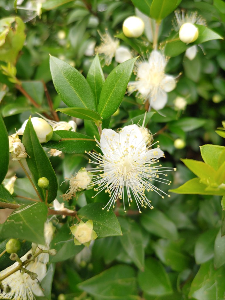 朝見かけた髭ダン