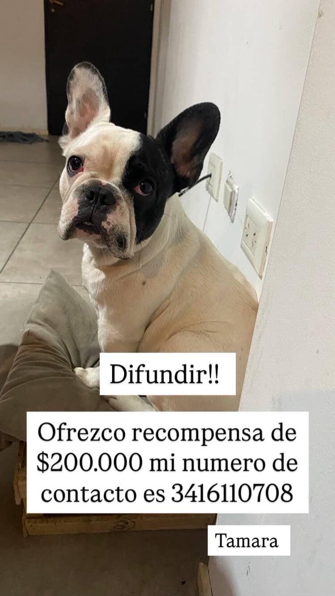 Ayuda Twitter 
Buscan a LIONEL 
📍Perdido en Oroño y el río.
Tanara su dueña está desesperada e incluso ofrece recompensa.
Gracias por compartir