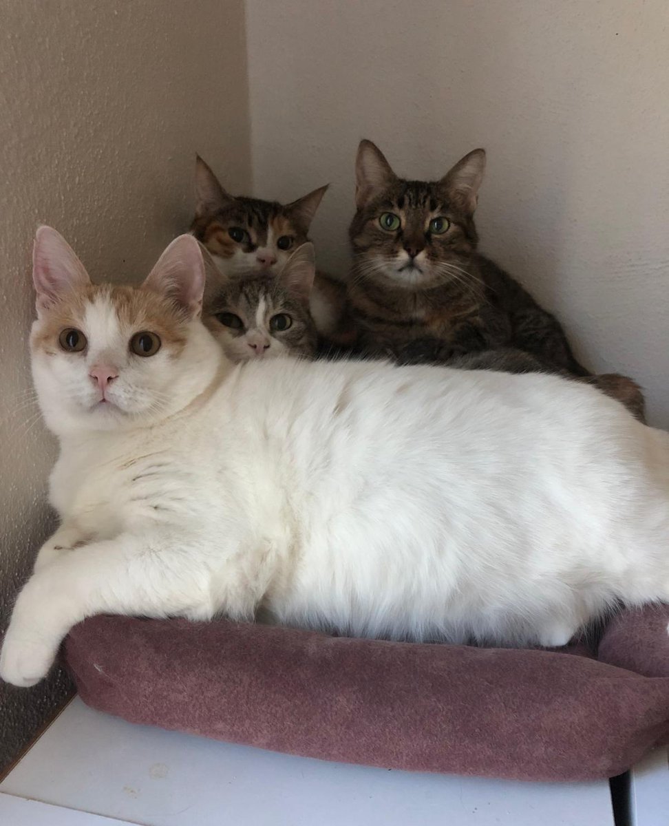 Çocuklarım her gördüğü yatağa cümbür cemaat abandığı için tüm fotoğrafları koğuş hatırası gibi çıkıyor