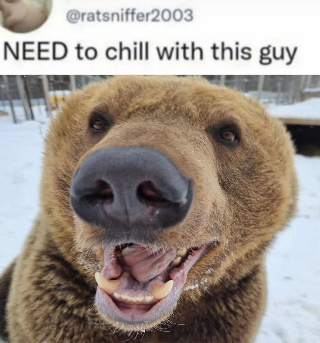 BearyDales (@bearydales) on Twitter photo 