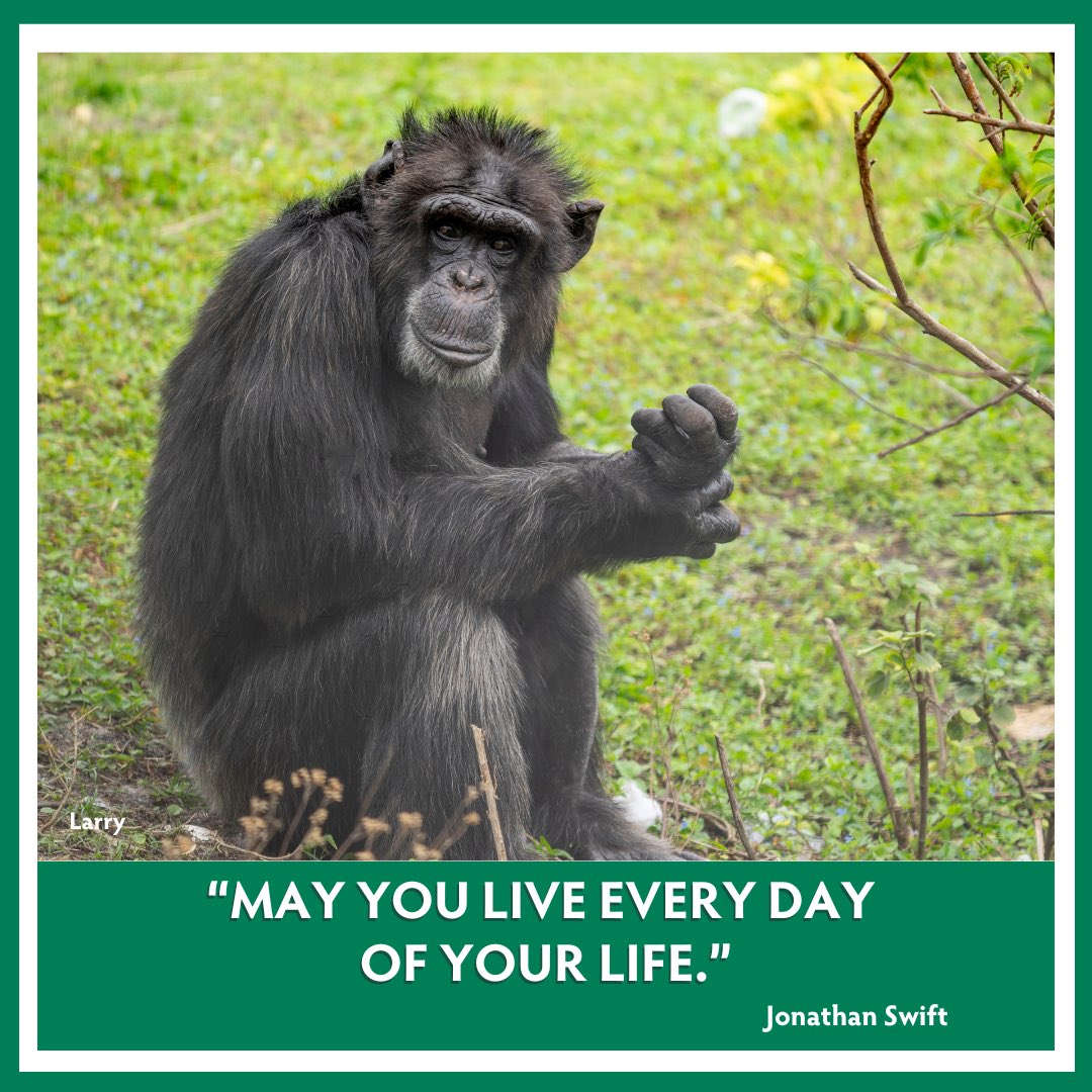 SaveTheChimps's tweet image. THREE DAYS REMAINING‼️
Help us reach our Goal by June 30th! From Shaded Rest Areas to Fresh, Nutritious Meals, Expert Vet Care, and more, your Gifts are making an immediate and critical difference! ❤️💪🏽🌎
Savethechimps.org/donate-sm