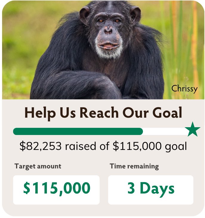 SaveTheChimps's tweet image. THREE DAYS REMAINING‼️
Help us reach our Goal by June 30th! From Shaded Rest Areas to Fresh, Nutritious Meals, Expert Vet Care, and more, your Gifts are making an immediate and critical difference! ❤️💪🏽🌎
Savethechimps.org/donate-sm