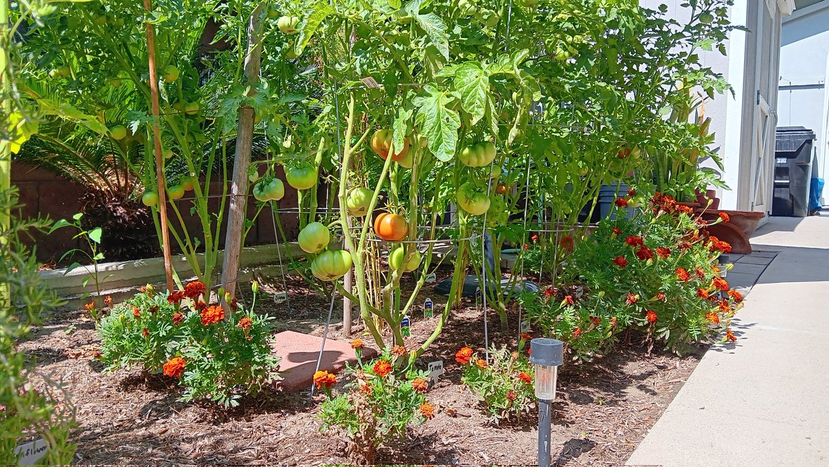 LifeOfAvatar1's tweet photo. My garden is looking soo good this year #garden #Sunflowers #Tomato https://t.co/r1whJbUOlk
