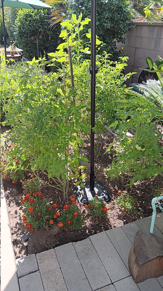 LifeOfAvatar1's tweet photo. My garden is looking soo good this year #garden #Sunflowers #Tomato https://t.co/r1whJbUOlk