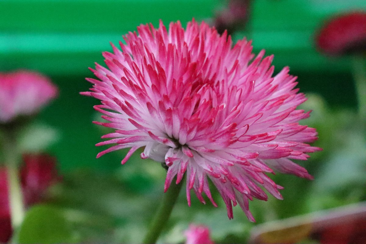 RachelUmbra's tweet photo. Have a great weekend  #flower #photo #photographgy #flowerphotography #outdoors #nature https://t.co/PeeovA6aVB