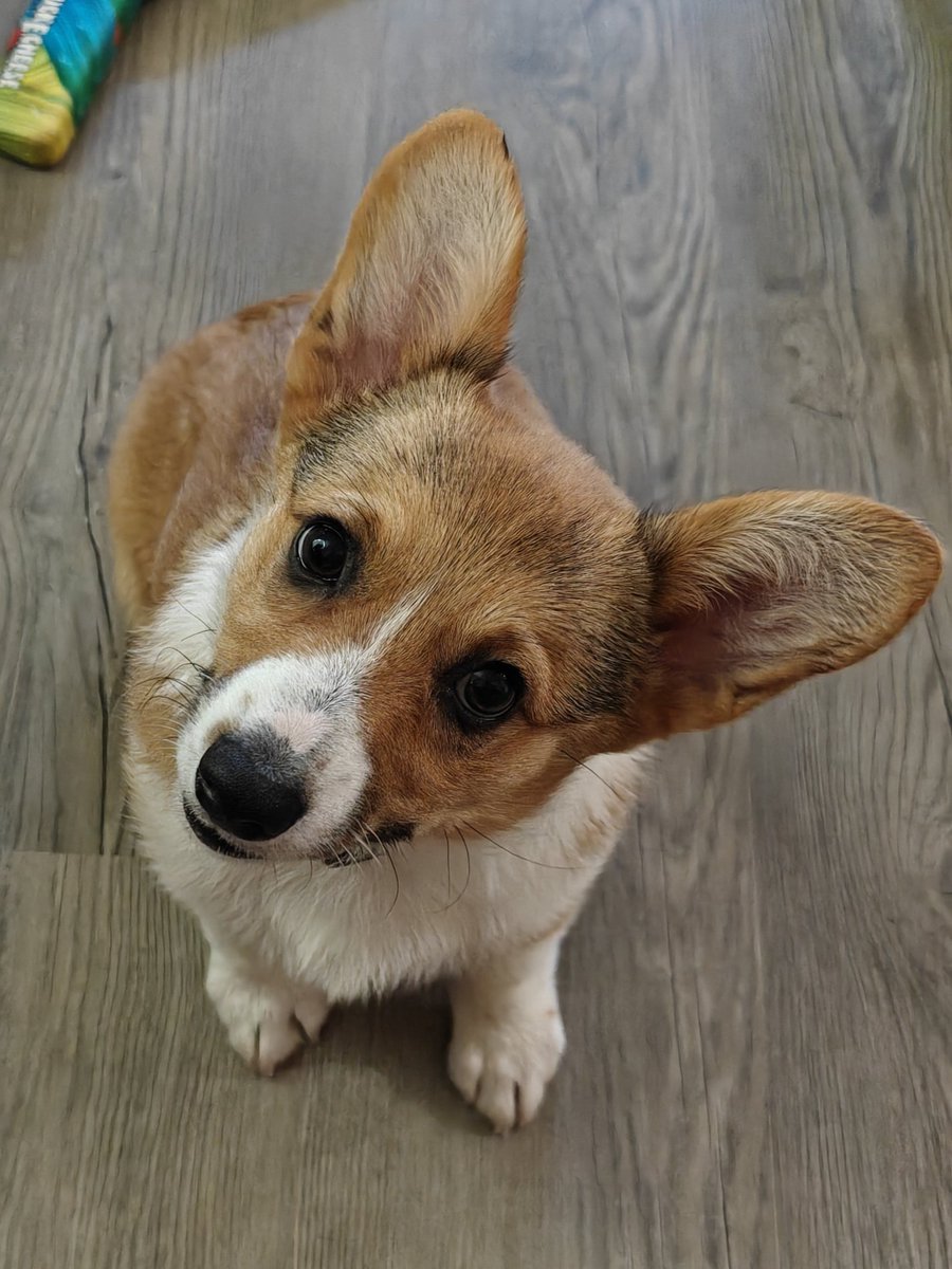 jdavis_wx's tweet image. Millie says hello to the Wx community today!
#atxwx #wxtwitter #txwx