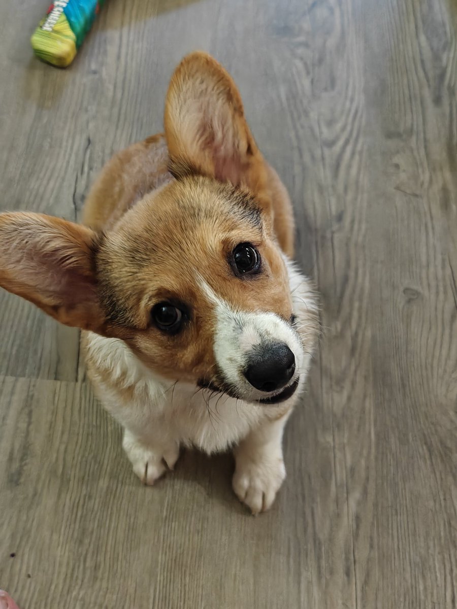 jdavis_wx's tweet image. Millie says hello to the Wx community today!
#atxwx #wxtwitter #txwx
