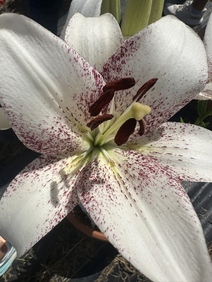 Garden Teacher Field Trip Day!🌸🌺🌱🌻#saturdaymorning #gardenladies
