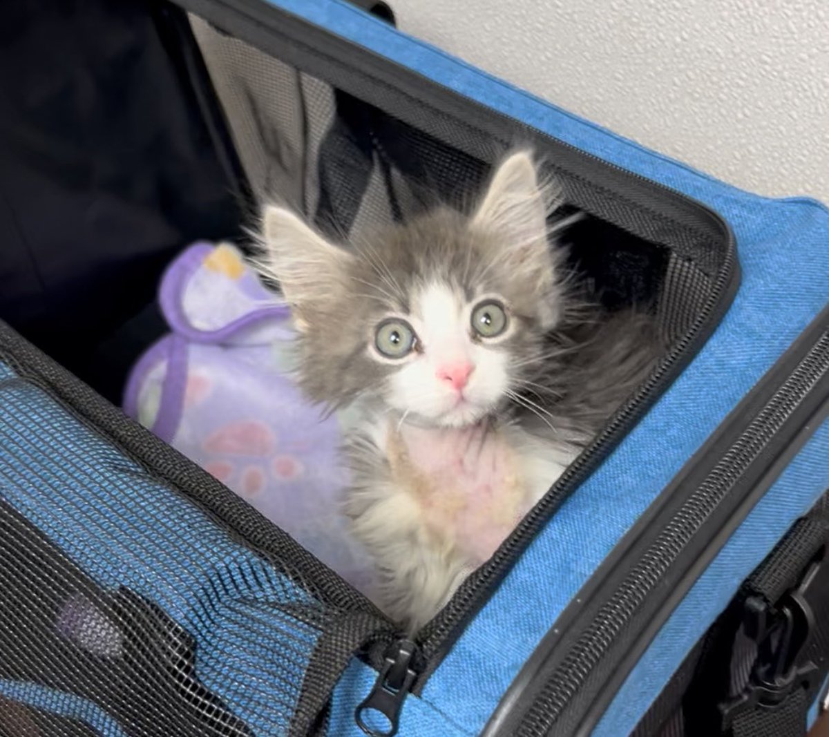 TheHerdHouse's tweet photo. Pennywise check up!
Remaining sutures are out. Infections are cleared. Wound is mended. At about eight weeks and 2.5 pounds he is ready for vaccinations and a path to a new home.
#mended #kitten #Caturday https://t.co/AtVgZSV7m3