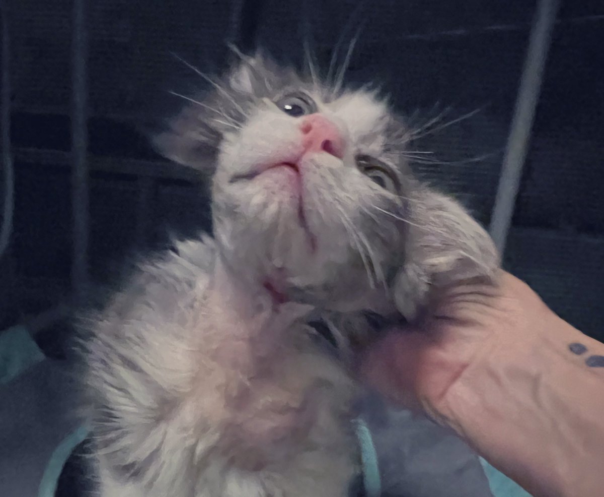 TheHerdHouse's tweet photo. Pennywise check up!
Remaining sutures are out. Infections are cleared. Wound is mended. At about eight weeks and 2.5 pounds he is ready for vaccinations and a path to a new home.
#mended #kitten #Caturday https://t.co/AtVgZSV7m3