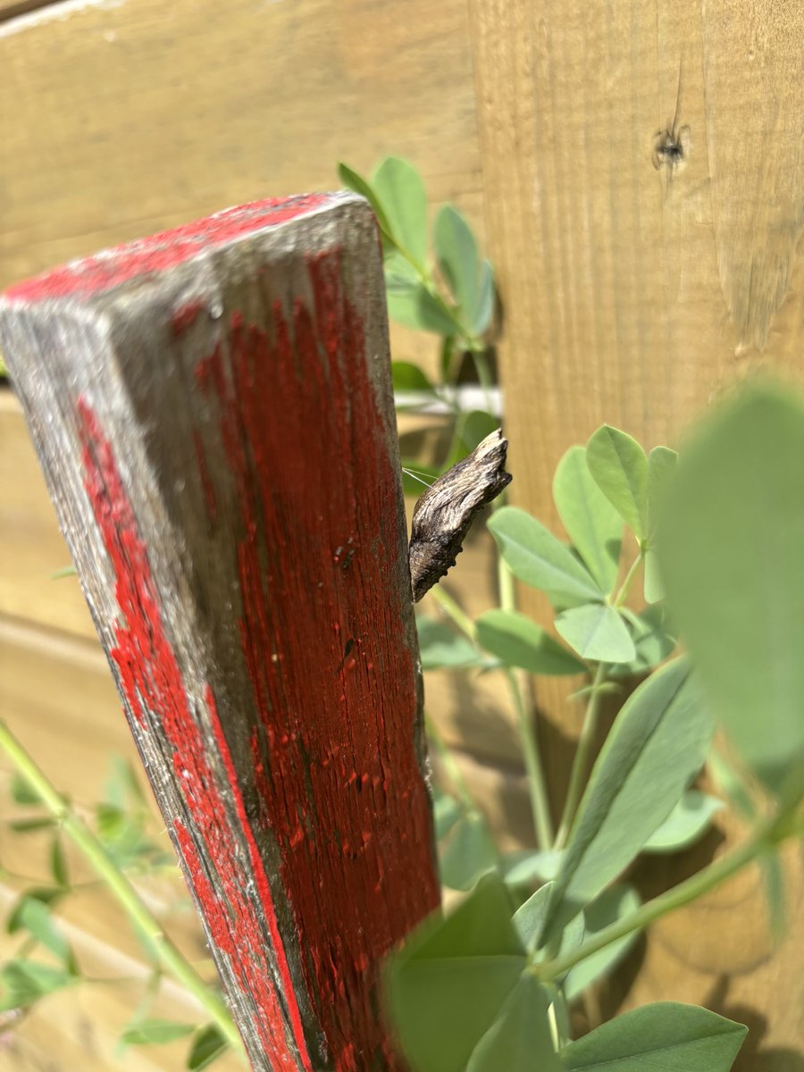 likedeckchairs's tweet photo. Chrysalises showing off in the sun https://t.co/cIa3tWh91g