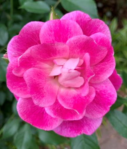 Cennet dahi ucuz değildir, mühim fiat ister. Hz. Bediüzzaman