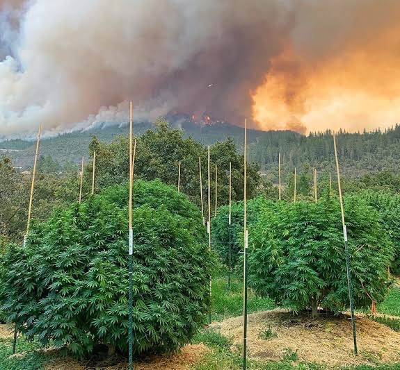 Naija_PR's tweet image. NDLEA has destroyed 30 hectares of cannabis farmland in Cross River State.

Source: Punch Nigeria