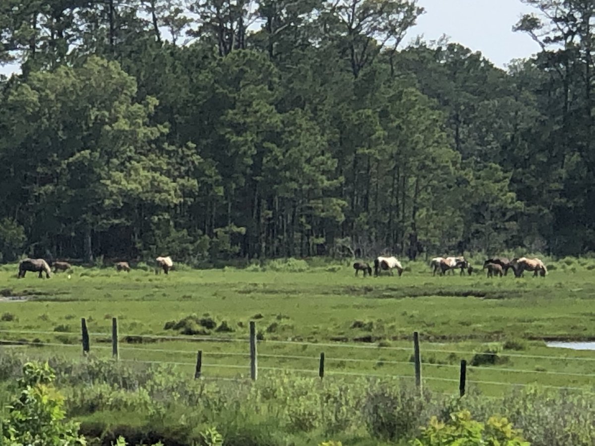 tantocoed's tweet image. I can’t ride a bicycle, but I can ride a tricycle. Chincoteague and Assateague Island!