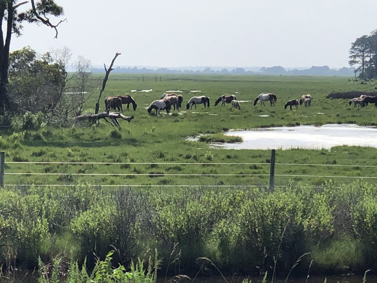 tantocoed's tweet image. I can’t ride a bicycle, but I can ride a tricycle. Chincoteague and Assateague Island!