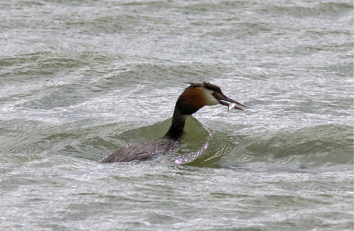 Great crested grebe with a fish at RSPB Saltholme this afternoon. <a href="/teesbirds1/">teesbirds</a> <a href="/RSPBSaltholme/">RSPB Saltholme</a> <a href="/Natures_Voice/">RSPB</a> <a href="/RSPBEngland/">RSPB England</a> <a href="/NaturalEngland/">Natural England</a> <a href="/Woodybirder/">Nick Wright</a> <a href="/TeesmouthNNR/">TeesmouthNNR</a>