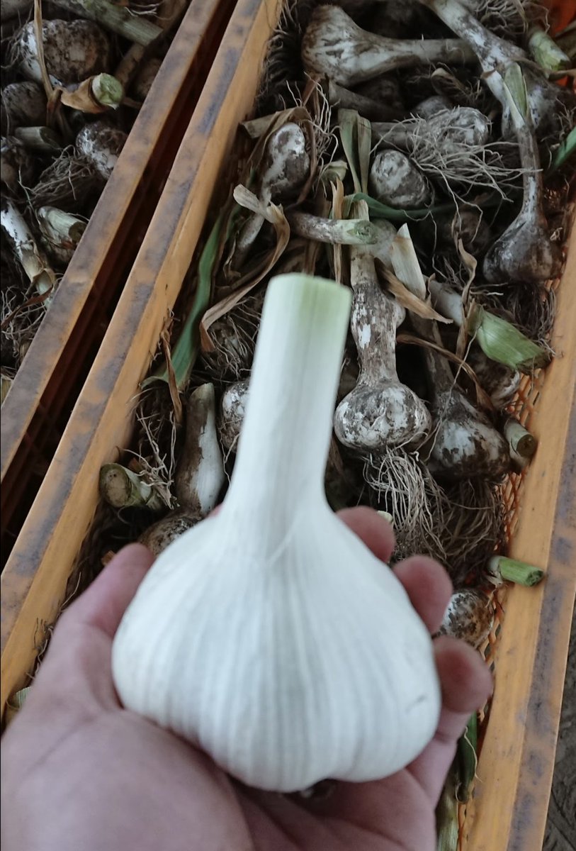 🧄ニンニク収穫🧄
最終日。
やるえ〜〜〜〜〜😴