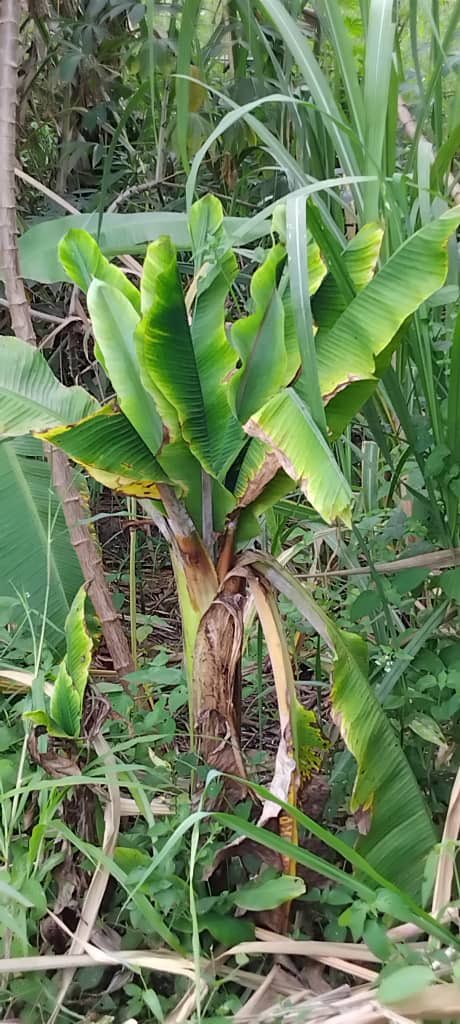 Washiriki wa warsha ya kitaifa kuhusu ugonjwa wa Fungashada unaoathiri migomba walipata fursa ya kutembelea baadhi ya mashamba yaliyoathirika na ugonjwa huo (BBTD), yaliyoko katika eneo la Kauzeni, mkoani Morogoro.

Katika ziara hiyo ya tarehe 27/06/2025 washiriki walijionea