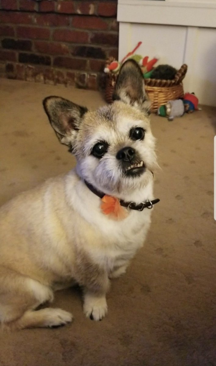Millie🐾🌈Moose🐾🌈#OneForAllAndAllForMillie🐾 (@millieotlfp) on Twitter photo We were all very sad to hear the news that Pixie made her journey over the🌈 bridge
So many memories of Pixie <a href="/Pixie_Tooth/">Pixie Tooth 🌈💔</a>
Pix is my bestie & #OTLFP co-host & is a great friend to so many
Always helpful & kind,
Sending love & hugs to Pixie's mama,dad & sisfur at this sad time💞 We were all very sad to hear the news that Pixie made her journey over the🌈 bridge
So many memories of Pixie <a href="/Pixie_Tooth/">Pixie Tooth 🌈💔</a>
Pix is my bestie & #OTLFP co-host & is a great friend to so many
Always helpful & kind,
Sending love & hugs to Pixie's mama,dad & sisfur at this sad time💞
