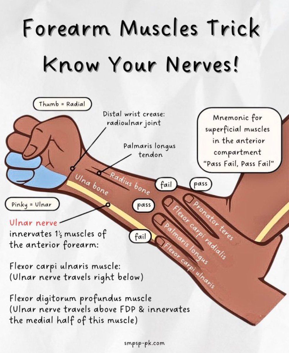 Muscles  of the forearm