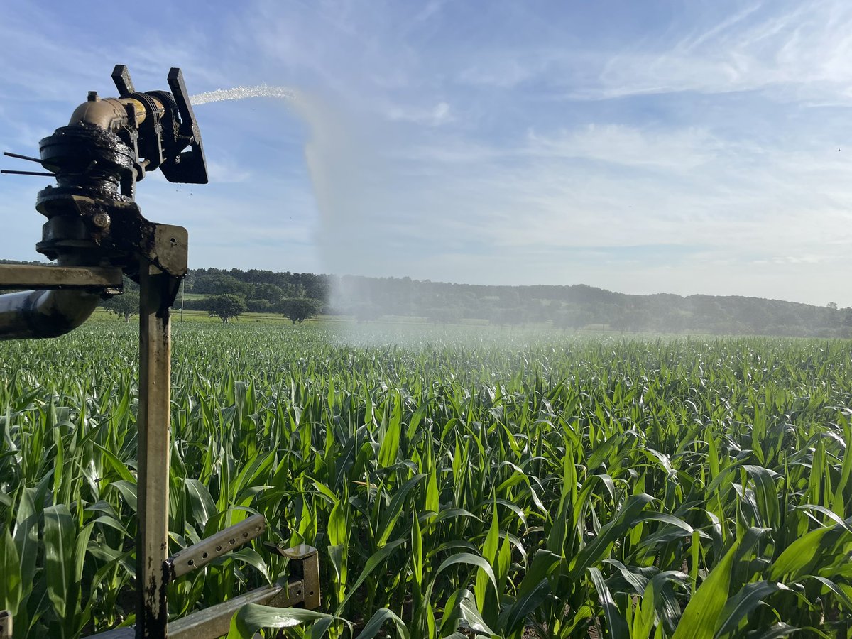 Been a hot one today!! #irrigation #suffolk #maize