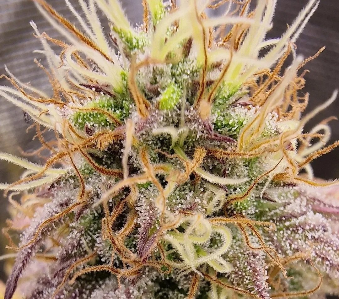 Hoy quiero compartir con ustedes la experiencia mágica de ver florecer a la genética #PinkGelato de @kannabiaglobal