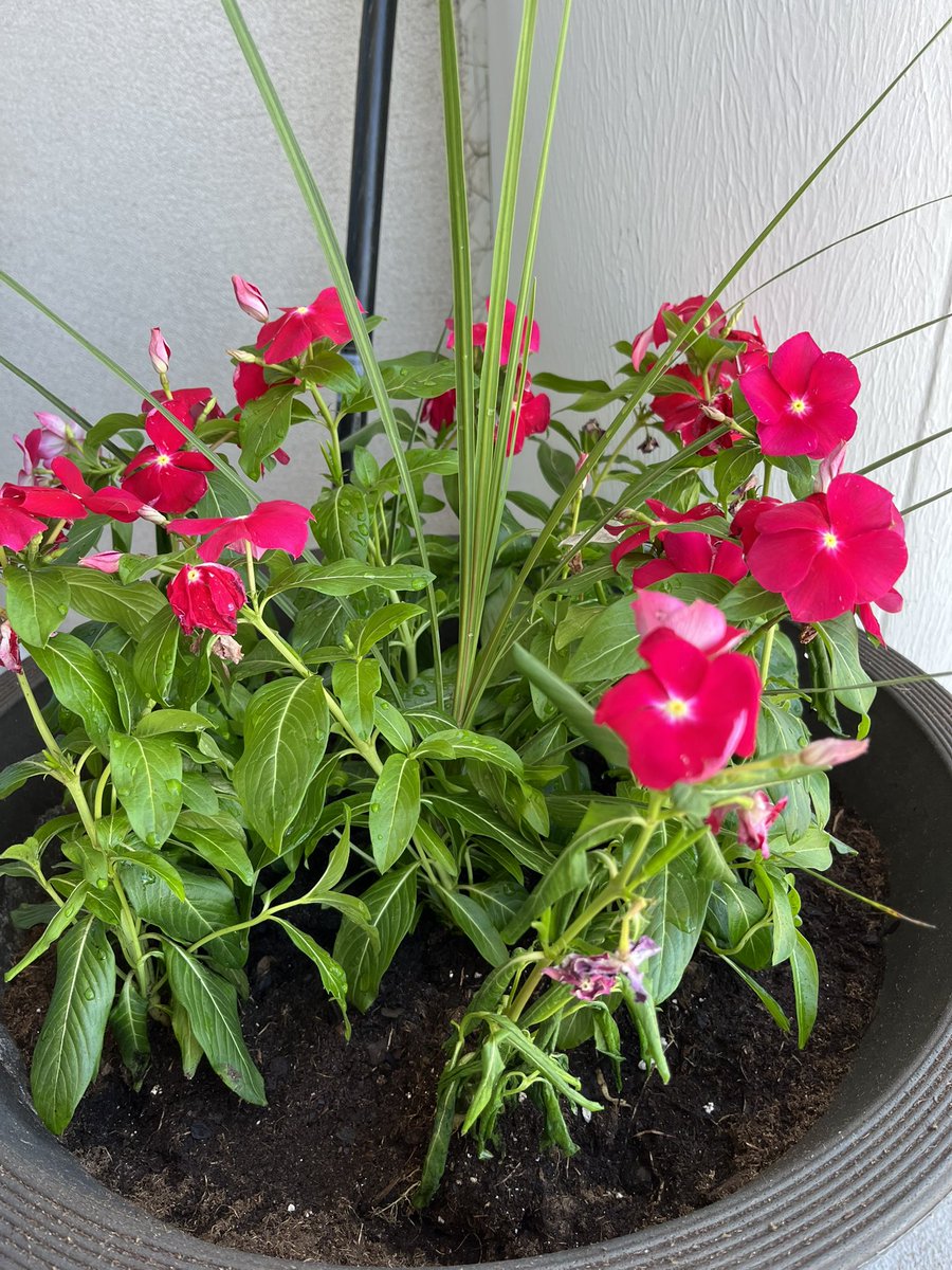 Between the overtime hours and heatwave, it took a bit to finally plant the vincas into a container. A few withered from the heat, but pretty confident they can bounce back.