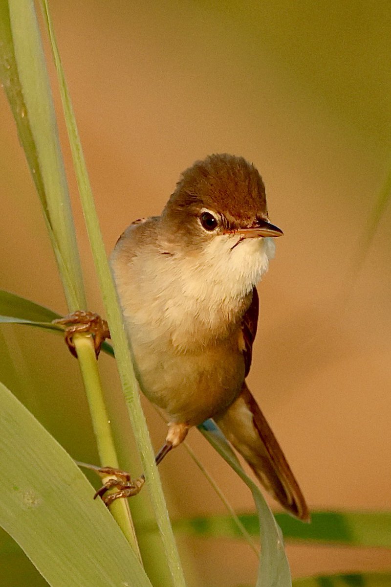 Zomeravond in het riet. 

De kleine karekieten hebben het er maar druk mee om hun jongen te voeren.