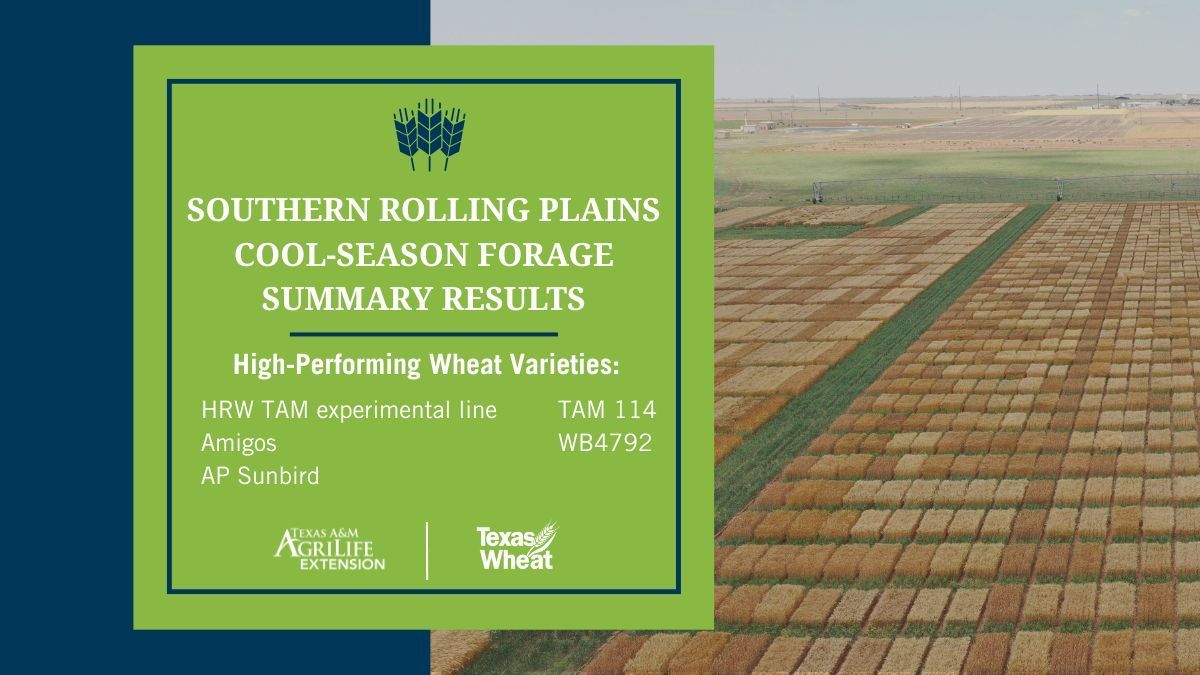 The Southern Rolling Plains Forage Regional Summary placed several HRW wheat varieties on top. A TAM experimental line, Amigos, AP Sunbird, TAM 114 and WB4792 were among the top performing varieties. 

See the full trial results here: buff.ly/wivVwes