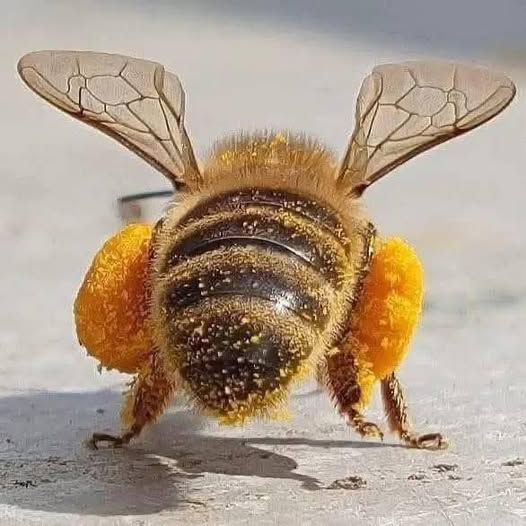 Well I know now just sharing

Did you know that honey contains a substance that helps the human brain work better?
- Did you know that honey is the ONLY food on earth that can sustain human life alone?
- Did you know that a teaspoon of honey is enough to sustain human life for 24