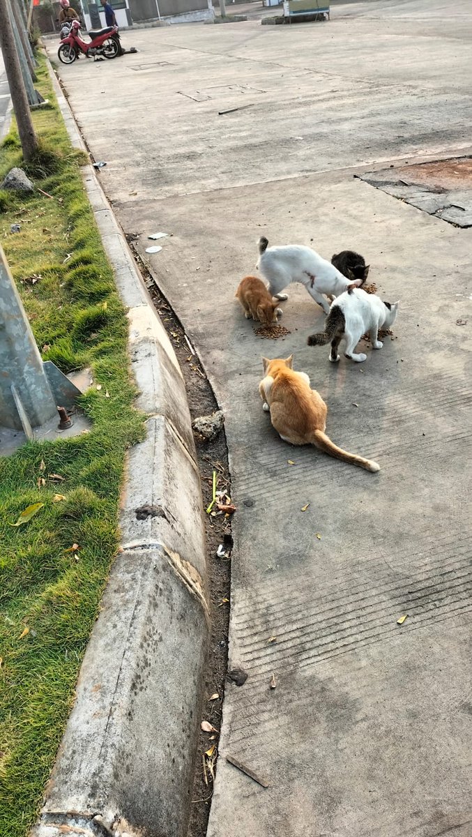 FazzleMawla's tweet image. I may not post as much but I never stopped feeding them 😊 🤗