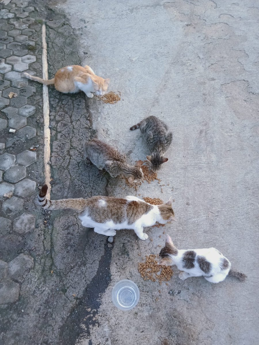 FazzleMawla's tweet image. I may not post as much but I never stopped feeding them 😊 🤗