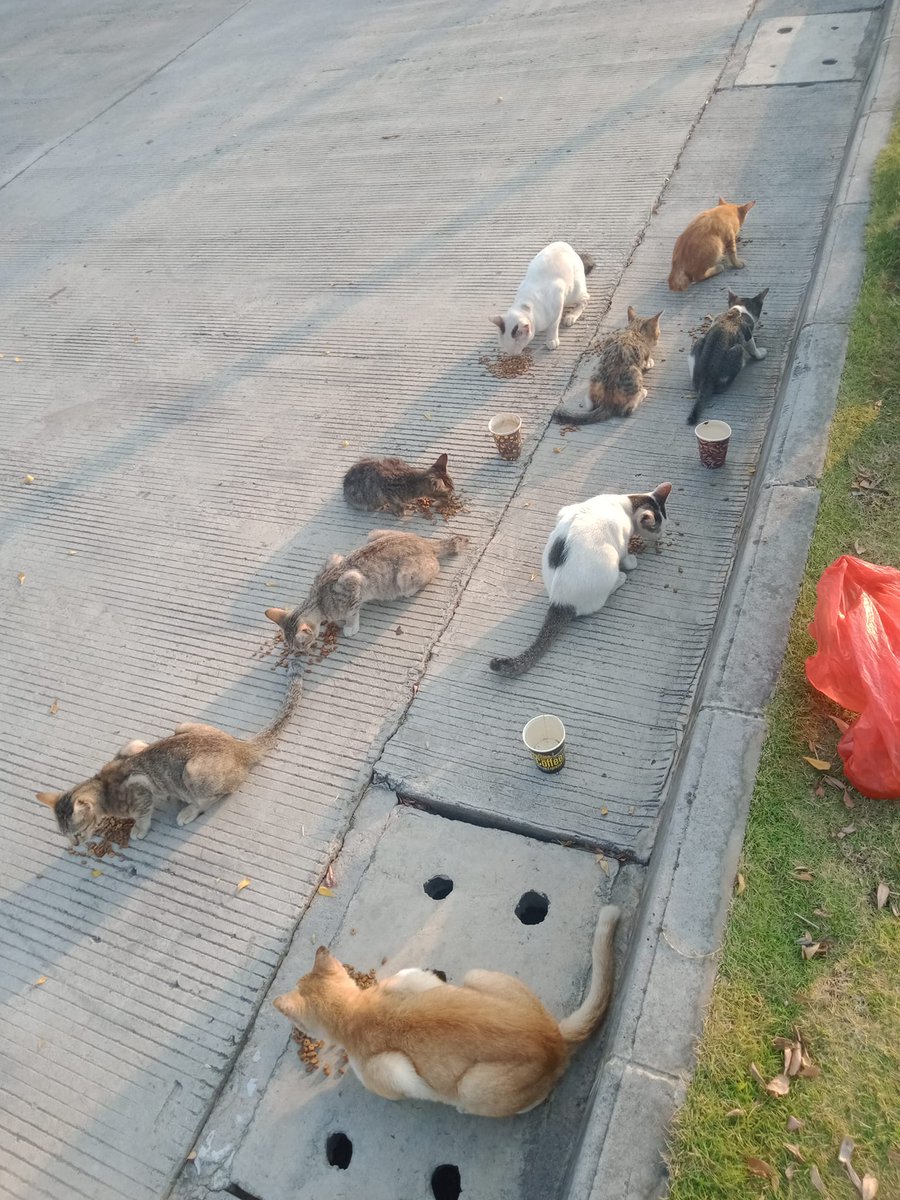 FazzleMawla's tweet image. I may not post as much but I never stopped feeding them 😊 🤗