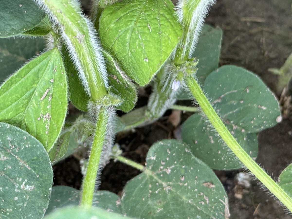 Soybeans at Mildmay #ontag 
Well soaked after yesterday’s rains