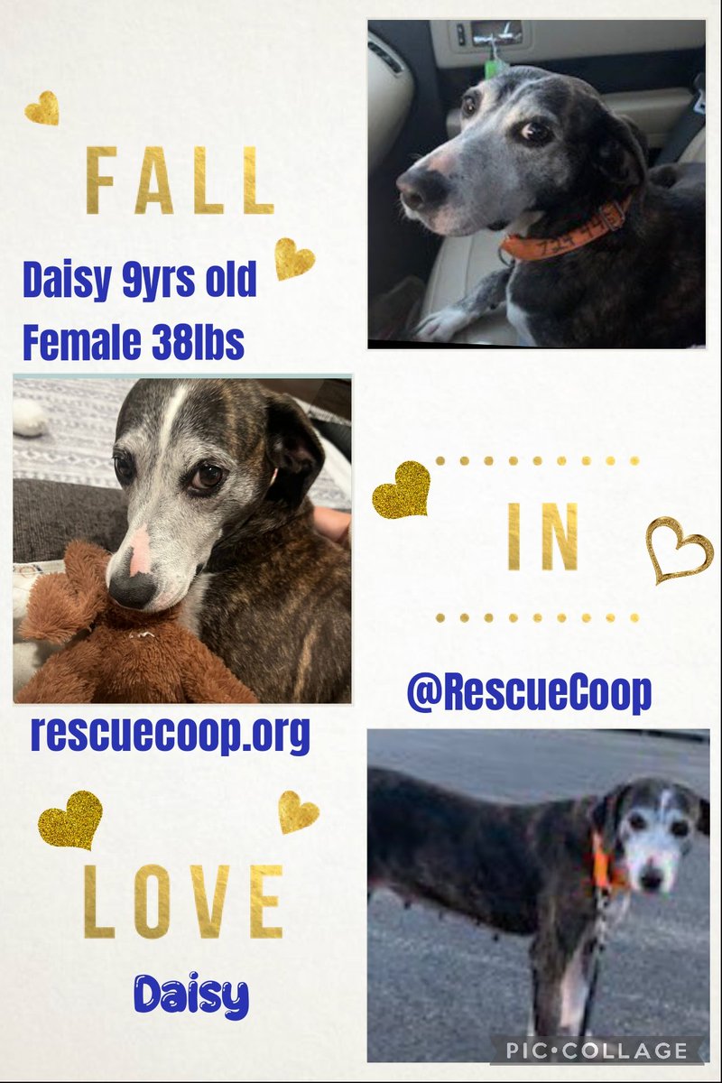 MillieπΎπMooseπΎπ#OneForAllAndAllForMillieπΎ (@millieotlfp) on Twitter photo There's no place like home,so everyone keep your paws crossed that we can help make Daisy's dreams come true & find her a furever home with a loving human to chill out with.
Your RT might just find one so please RT
More info at rescuecoop.org <a href="/RescueCoop/">Rescue Coop</a>
#OTLFP #USA There's no place like home,so everyone keep your paws crossed that we can help make Daisy's dreams come true & find her a furever home with a loving human to chill out with.
Your RT might just find one so please RT
More info at rescuecoop.org <a href="/RescueCoop/">Rescue Coop</a>
#OTLFP #USA